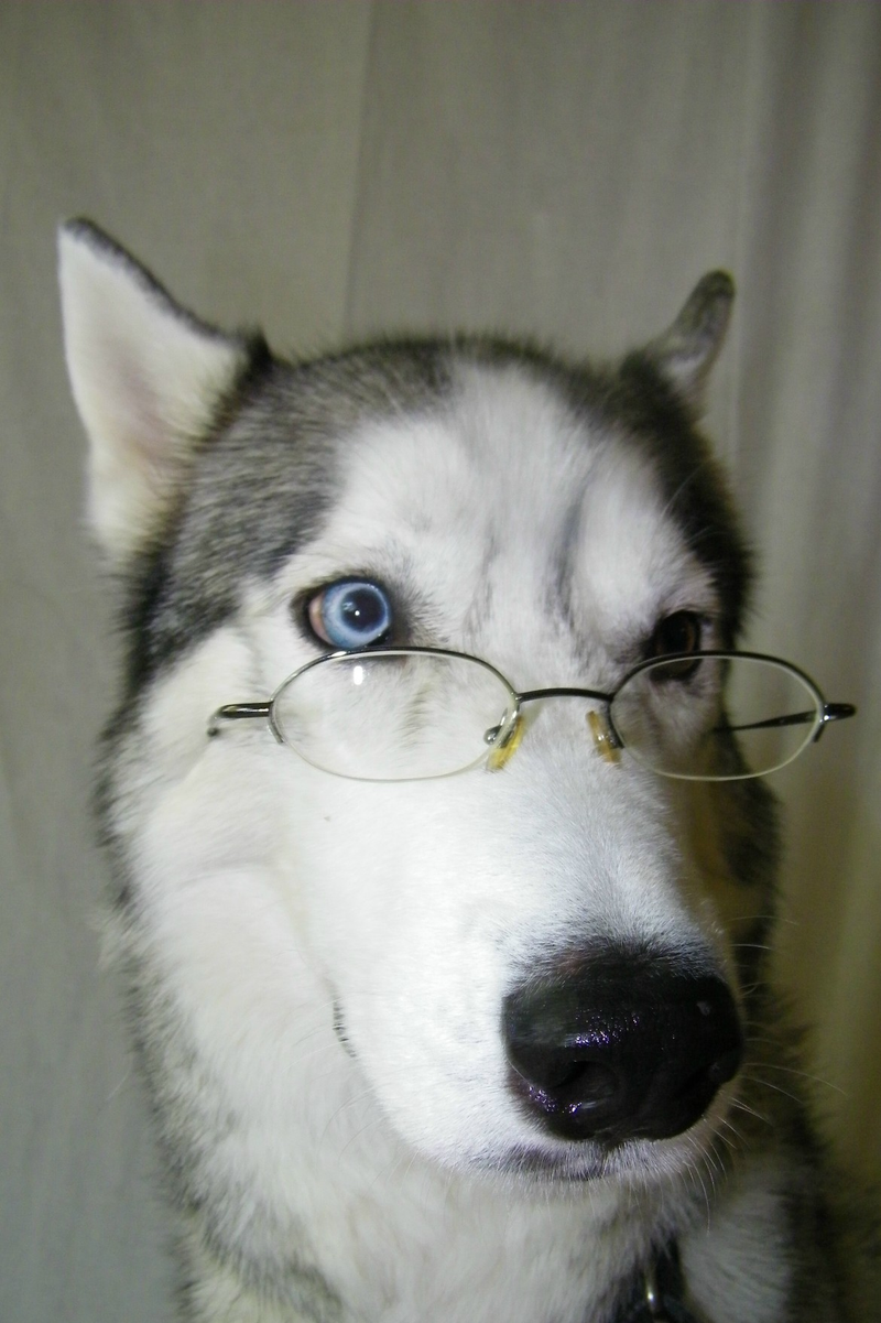 Illustration for article titled Glasses -- how the fuck do they work?